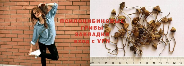 стаф Аркадак
